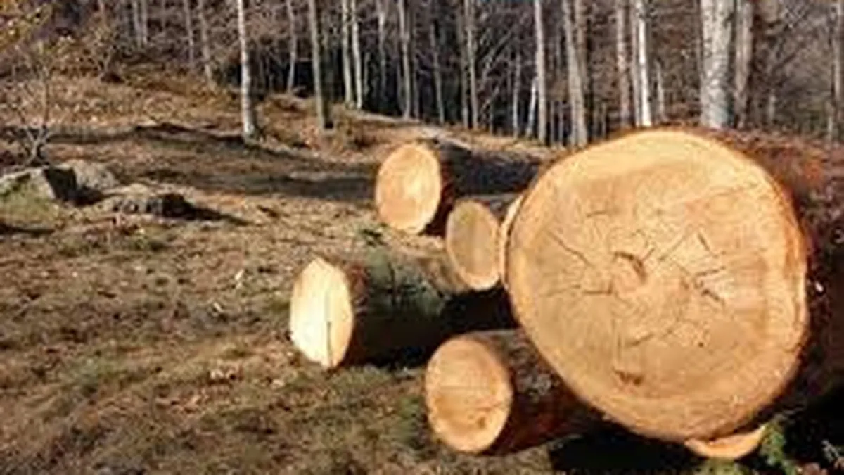 Austriecii de la Holzindustrie Schweighofer, vizitati de Corpul de Control al Ministerului Mediului