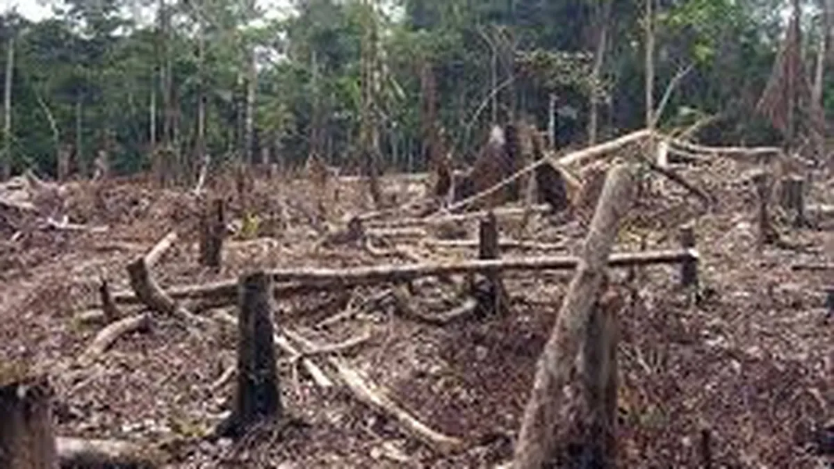 Schweighofer se gandeste sa plece din Romania din cauza noului Cod Silvic