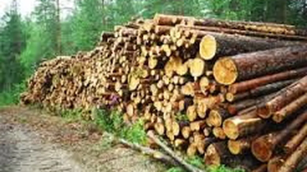 Proiectul privind monitorizarea exporturilor si livrarilor intra-comunitare de lemn a trecut de Senat