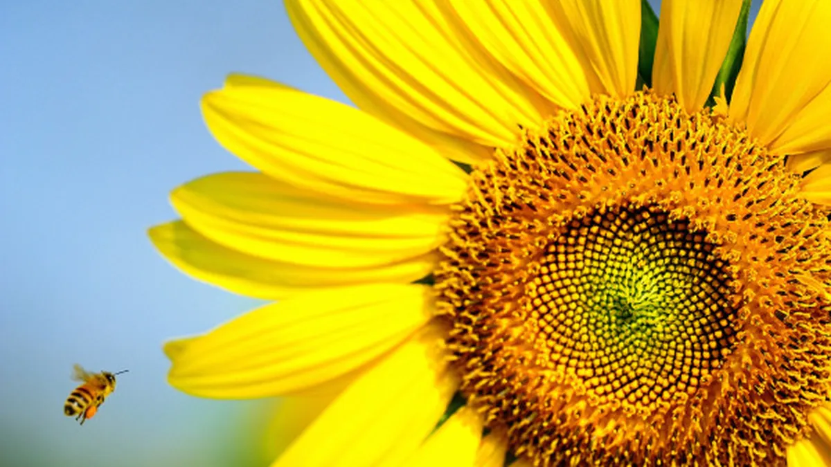 Cum a fost compromisă producția de miere de floarea soarelui pentru acest an