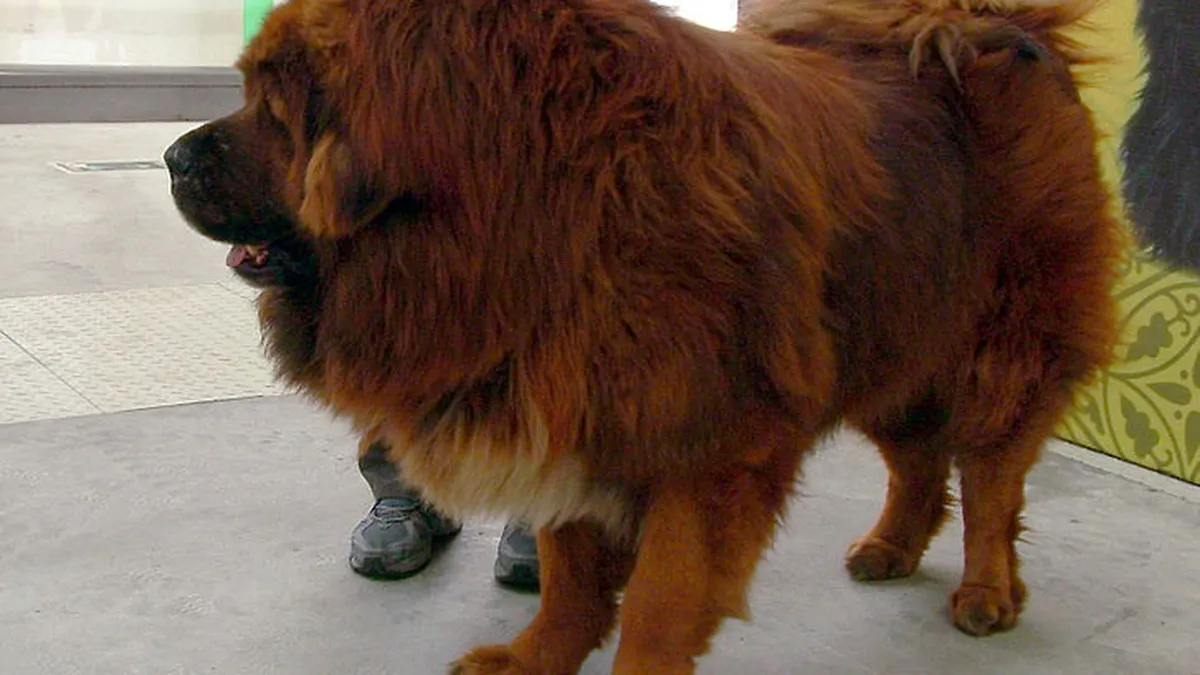 Cele mai scumpe rase de câini