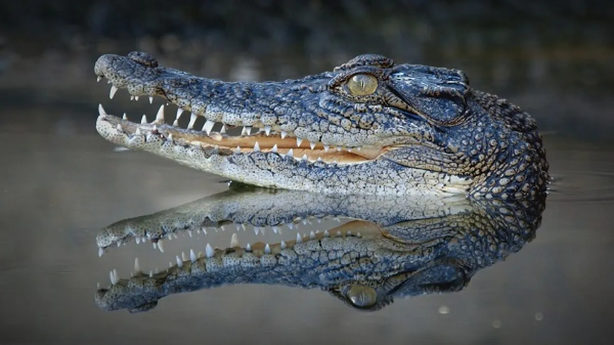 BBC Earth prezintă două dintre cele mai periculoase animale din Australia