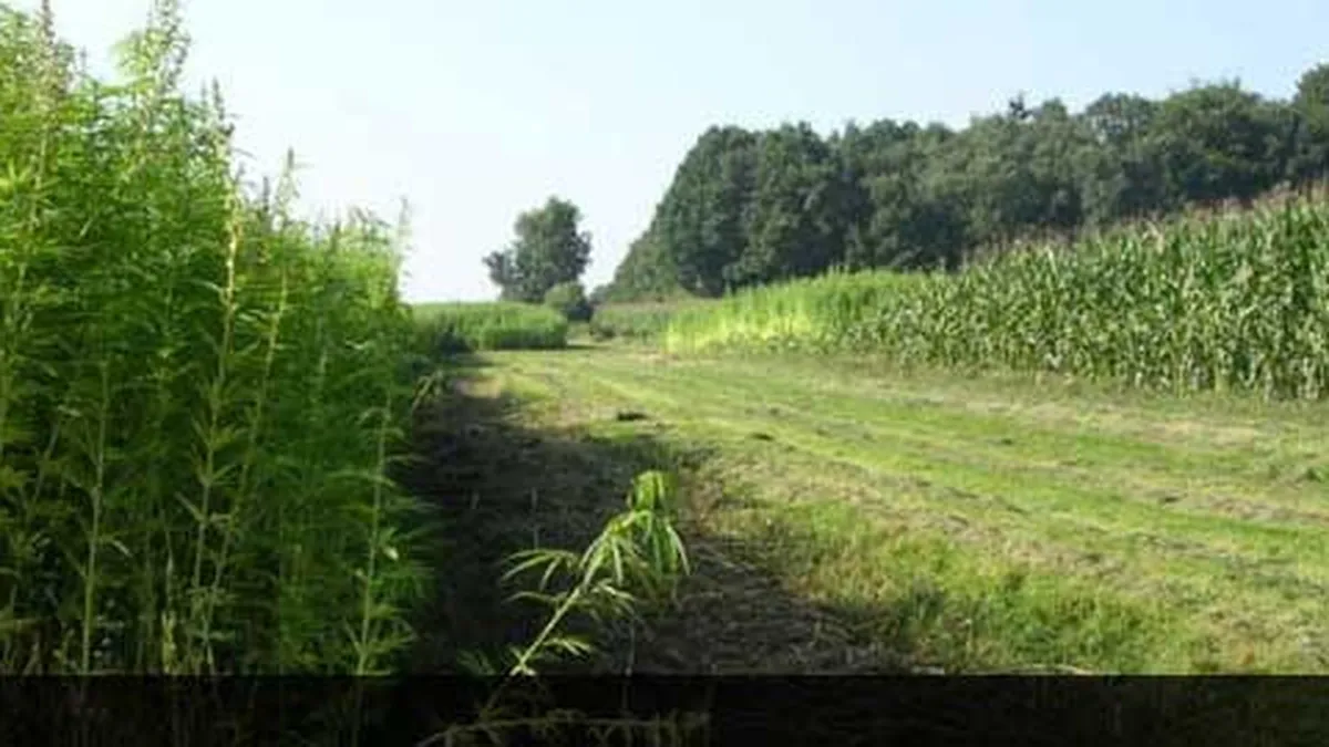 Olandezii de la HempFlax au investit 5 milioane de euro în piața cânepii din România