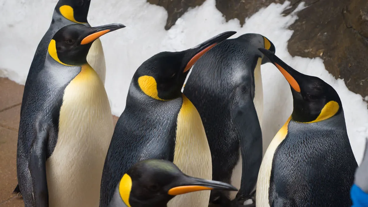 Destinatia exotica unde puteti gasi de la testoase, pasari flamingo si soimi pana la pinguini