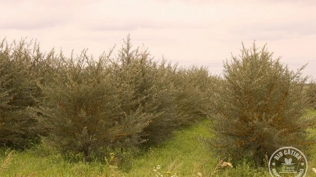 Prima recolta de catina ecologica din Romania