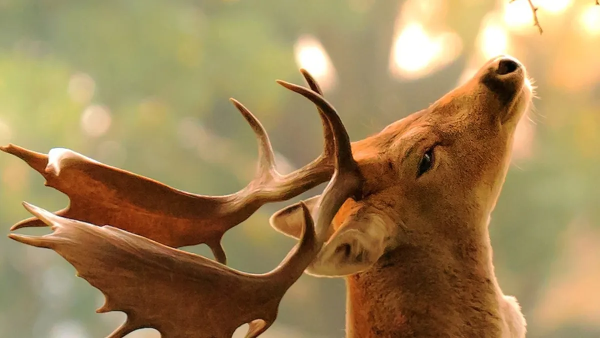 Muzeului Național de Istorie Naturală „Grigore Antipa anunță program special de vizitare pe 15 august