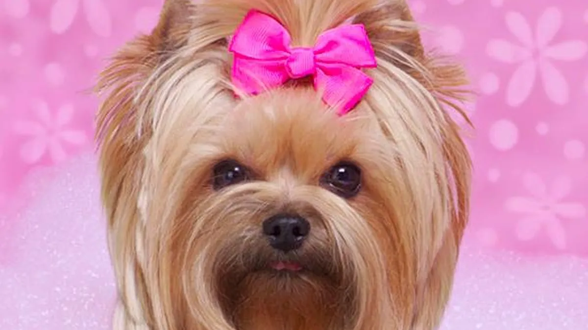 Primul hotel - SPA pentru animale de companie din Romania, detinut de o antreprenoare de origine libaneza