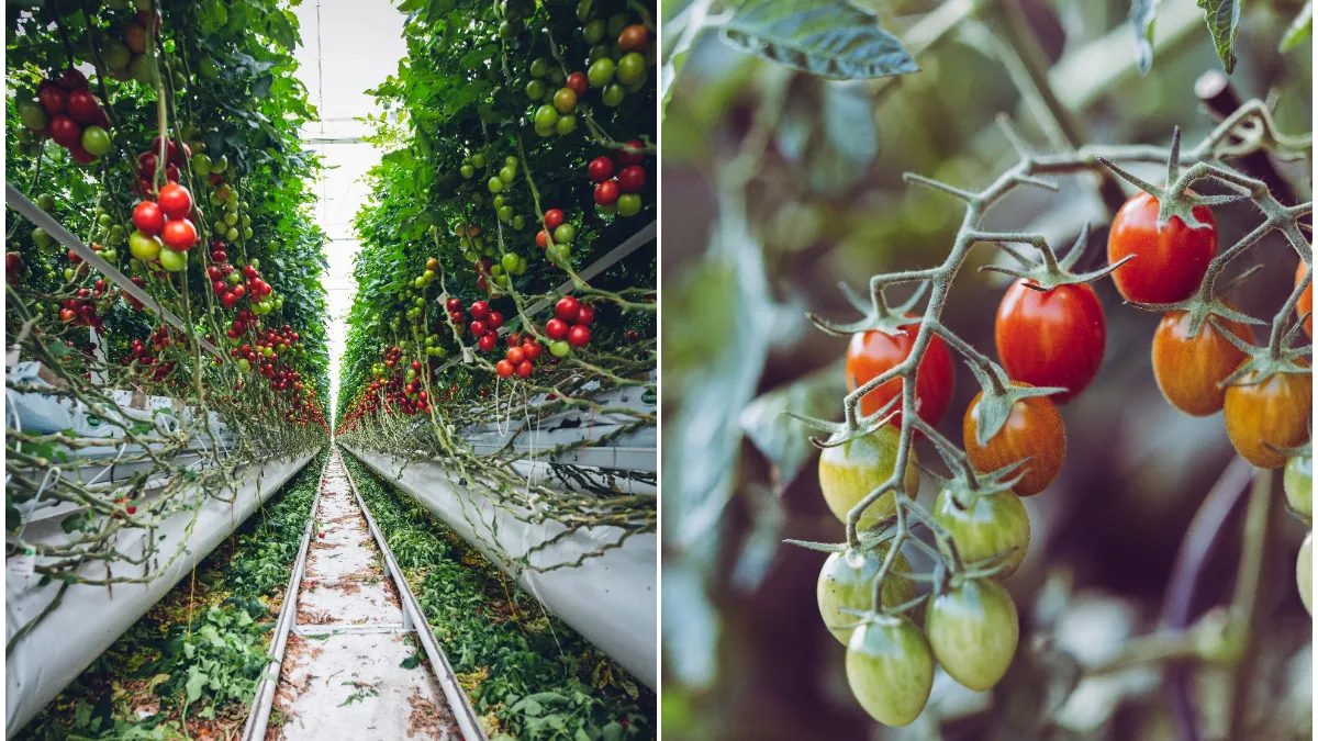 Subvenție record pentru programul Tomata. Se dau bani grei pentru agricultorii din România. Sumele pe care le vor încasa românii