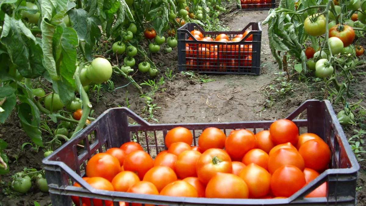 Criza energetică scumpește legumele! Cazul unui legumicultor din Olt! Curentul va fi 30.000 de lei pentru ca încălzesc apa! Cât îl costă să încălzească un solar de 8.000 de metri pătrați!