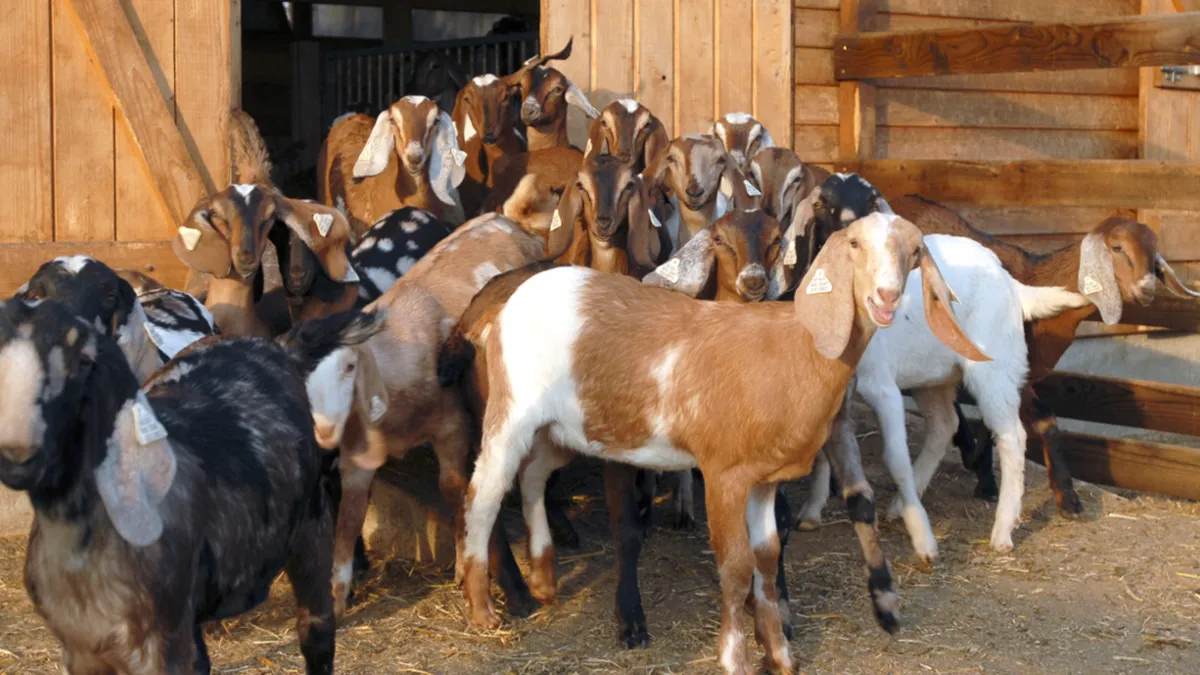 Cât costă în România o capră din rasa anglo-nubiană?! Prețul poate depăși 1.000 de euro! De ce fermierii le adoră și le vor în locul celor românești!
