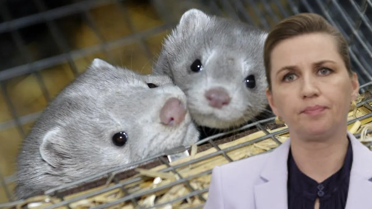 Scandalul milioanelor de nurci sacrificate în Danemarca în timpul pandemiei s-a încheiat cu demisia guvernului