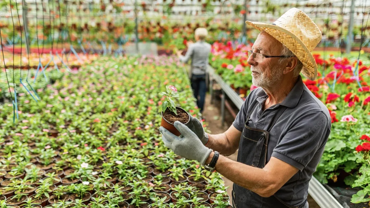 Olandezii au început să reducă producţia de legume şi flori. Proprietarii de sere se tem că vor da faliment din cauza agravării crizei energetice