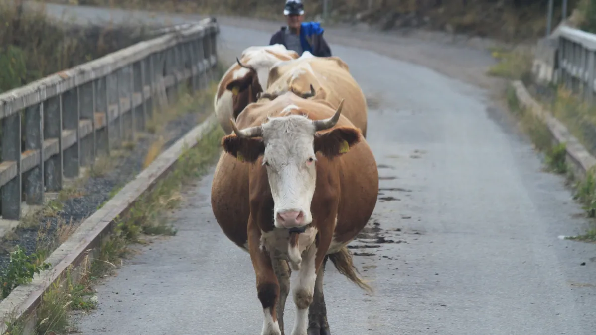 Fermierii taxați pentru râgâitul și urina vacilor. Află care este țara care introduce în PREMIERĂ MONDIALĂ o astfel de lege
