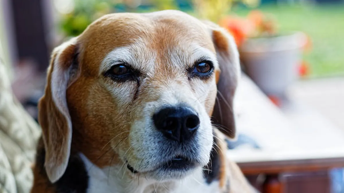 Un italian oferă o recompensă de 50.000 de euro ca să afle cine i-a otrăvit câinele. Beagle-ul a murit după ce mâncat chifteluțe în curtea casei