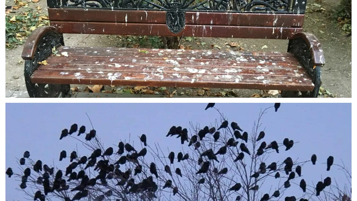 Ciorile din Cișmigiu ar putea fi alungate cu păsări de pradă. Viceprimarul Capitalei anunță că păsările prădătoare au fost deja antrenate în acest sens