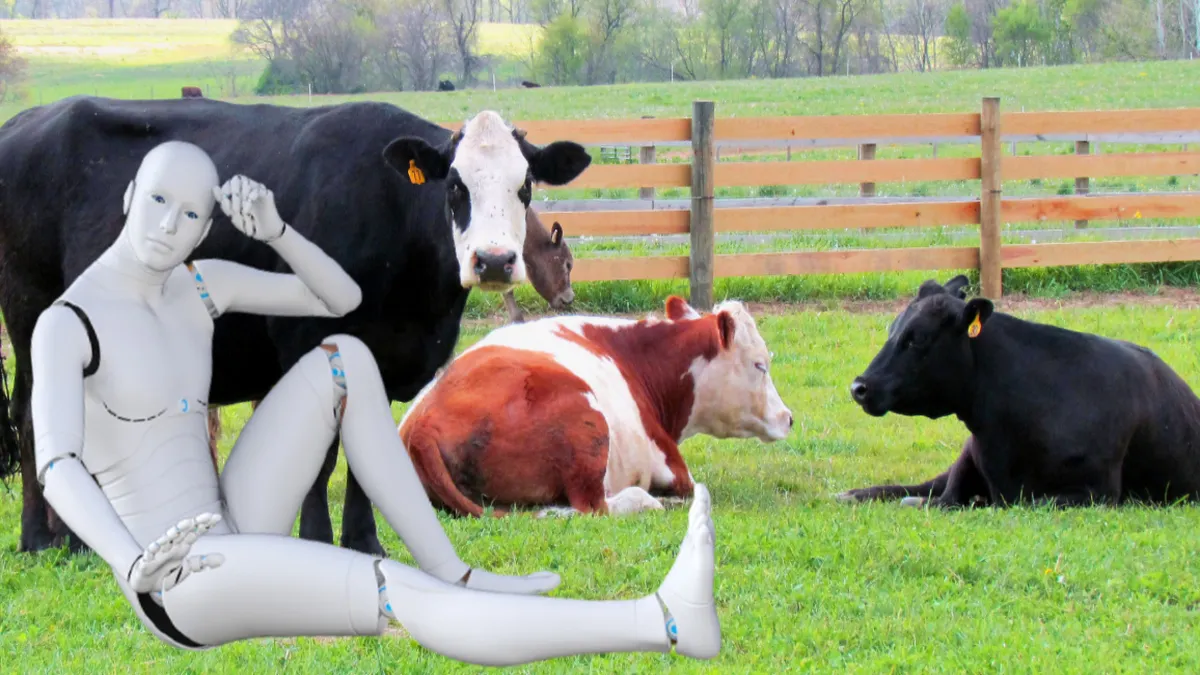 Roboții pentru muls vacile au ajuns în România! Un fermier din Făgăraș apelează la tehnologie din cauza lipsei de forță de muncă