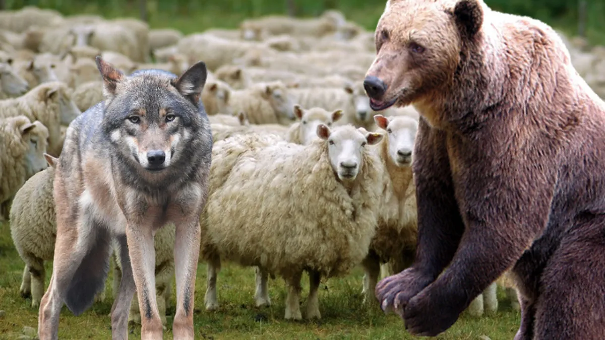 Cioban din Vrancea primește despăgubiri de peste 11.000 de euro în urma celui mai mare atac al animalelor sălbatice. A pierdut 100 de oi într-o noapte!