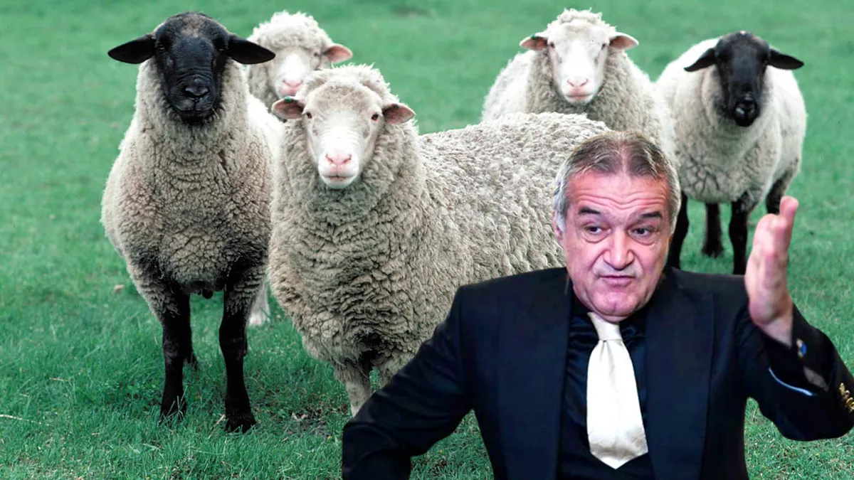 Gigi Becali a fost jefuit! Oile au fost furate de pe terenul milionarului din Pipera. Cele 3 mioare valorează 1500 de euro
