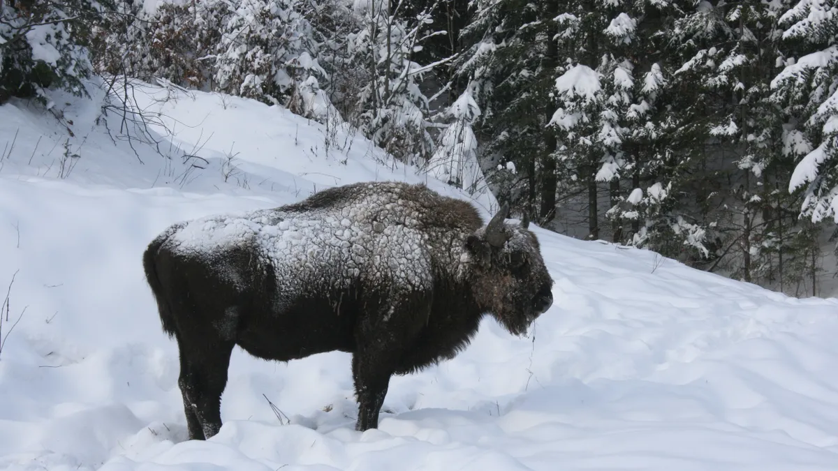 Ninsoare abundentă în Munții Stânișoarei! Zimbrii se bucură de vremea rece! Imagini spectaculoase surprinse de Romsilva