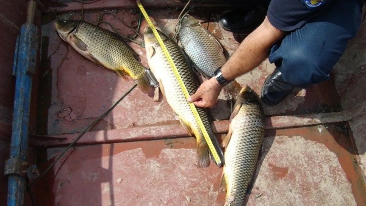 Amendă de 10.000 de lei și 170 de kilograme de pește confiscat de la un comerciant din Teleorman