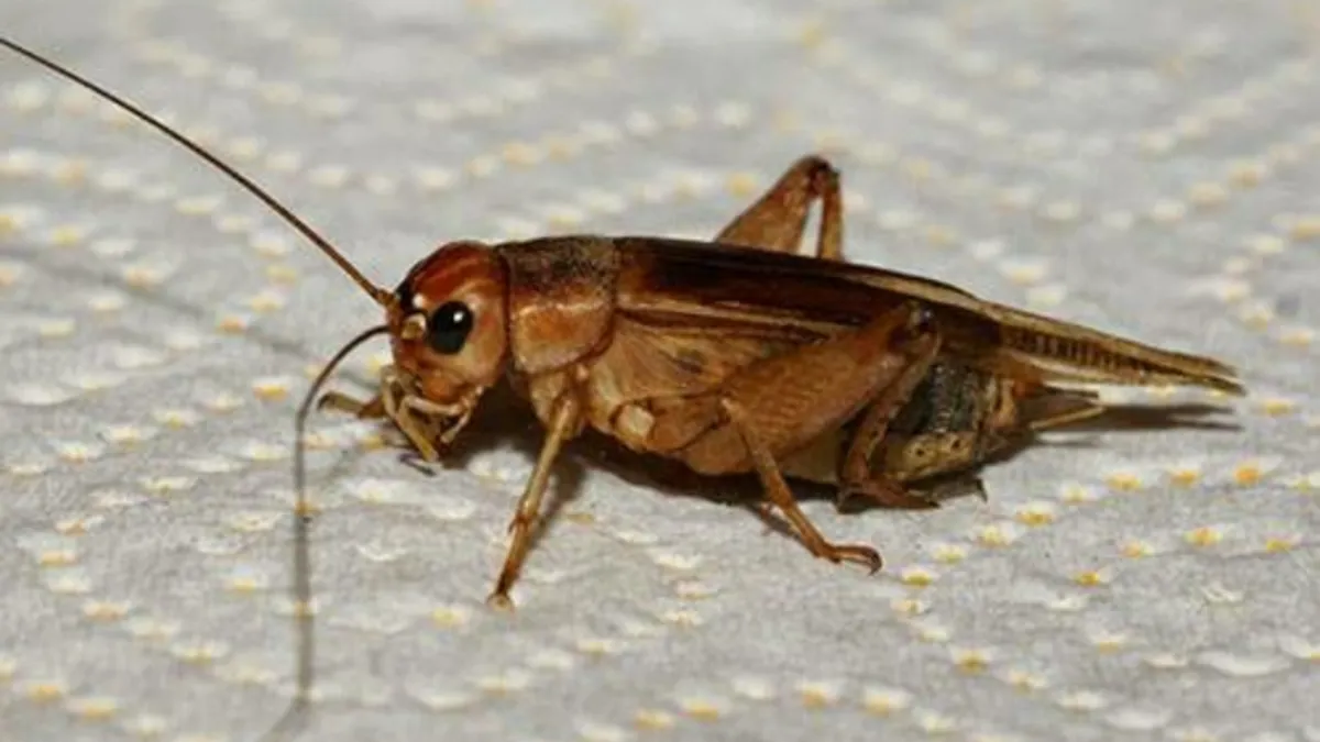 Șoc pe piața alimentară! UE a aprobat făina de greiere. Cele mai iubite feluri de mâncare se vor baza pe acest produs