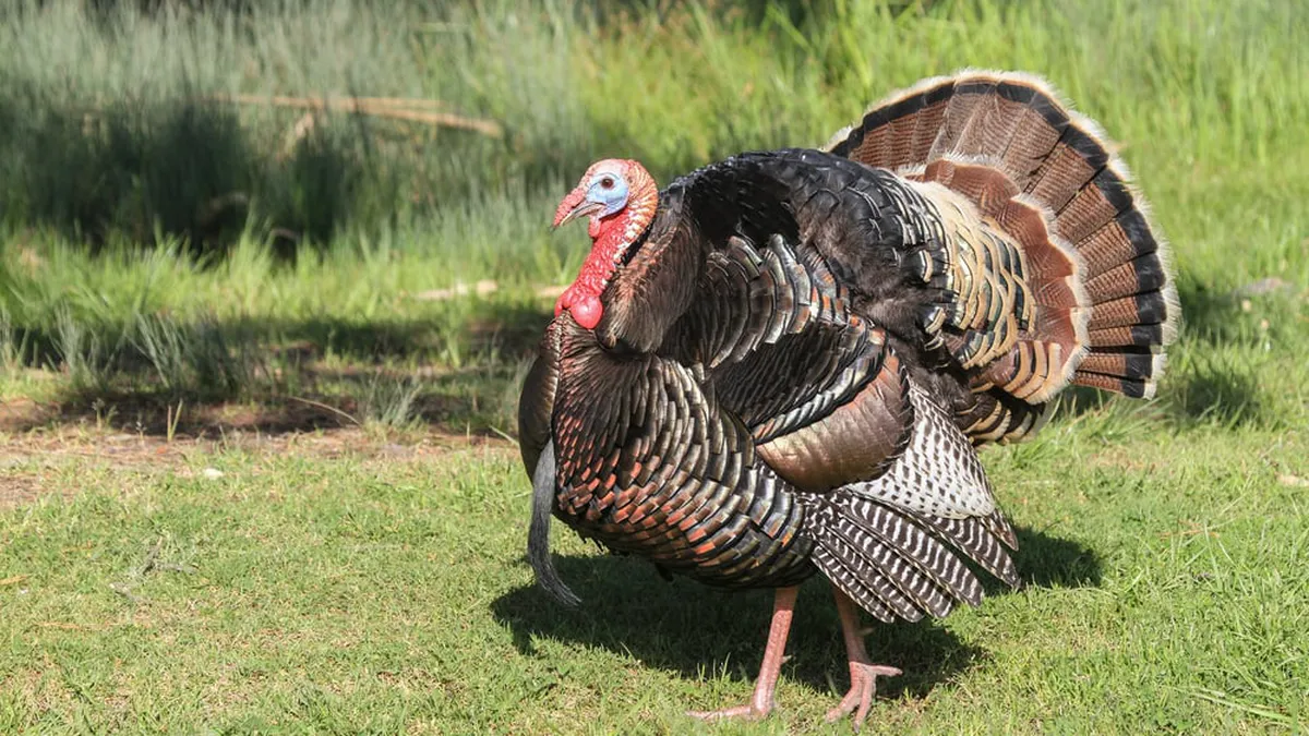 Alertă de Gripă Aviară la cel mai mare producător român! DSVSA, plan roșu pentru izolarea focarului