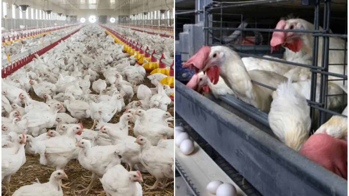 Legi noi pentru crescătorii de păsări din România. Ce vor fi nevoiți să facă pentru a nu pierde afacerea