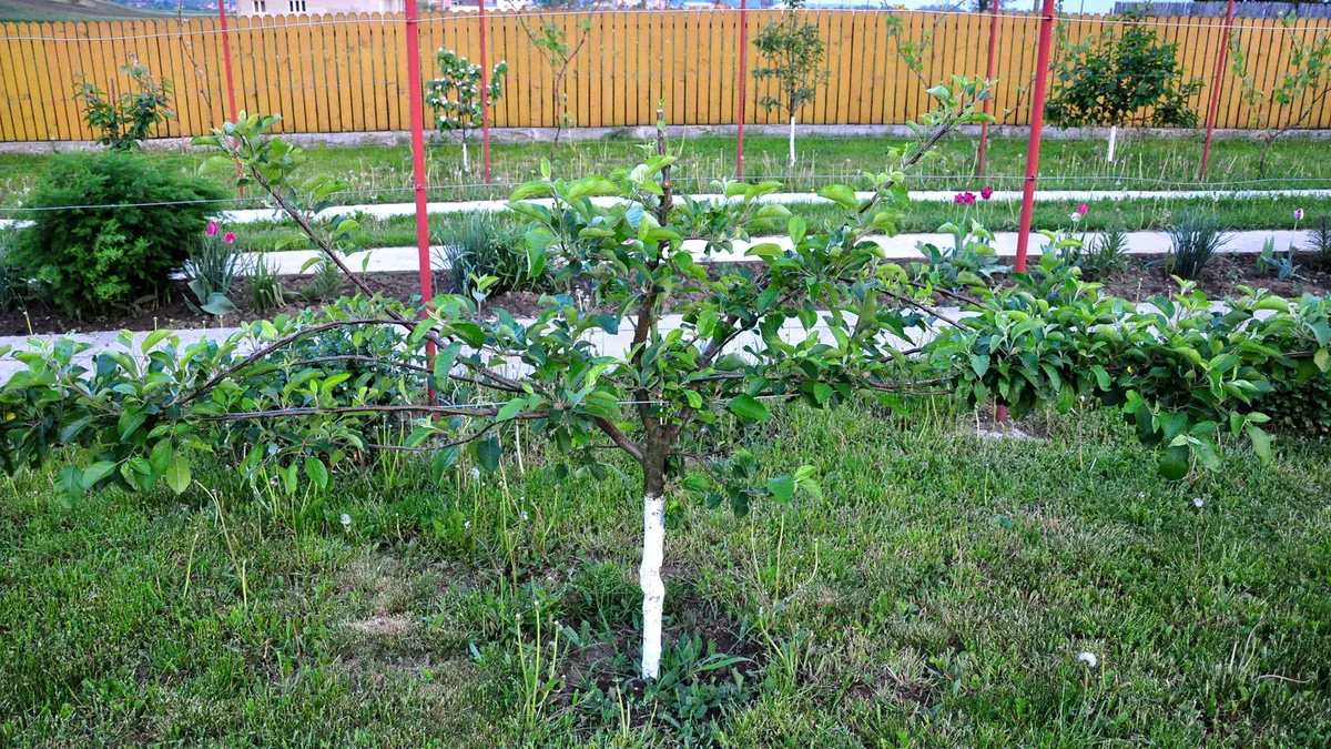 La ce distanţă se plantează pomii faţă de gardul vecinului. Care sunt excepţiile şi care sunt drepturile vecinului în cazul nerespectării legii