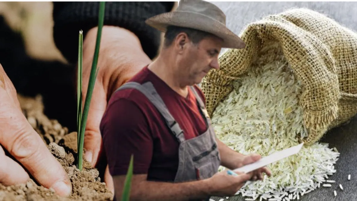 Țara care renunță la plantațiile de orez. Fermierii continuă să se lupte cu seceta: „Va fi greu să acoperim deficitul pe care îl avem”