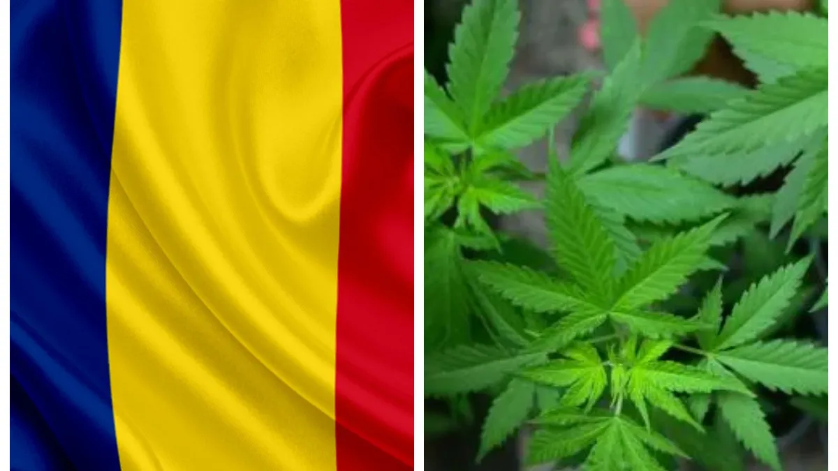 Canabisul legal în România! Cine va putea utiliza drogul în scop recreativ