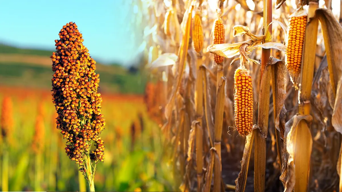 Românii ar putea rămâne fără mălai în 2023. Culturile de porumb au fost înlocuite cu cele de sorg din cauza secetei