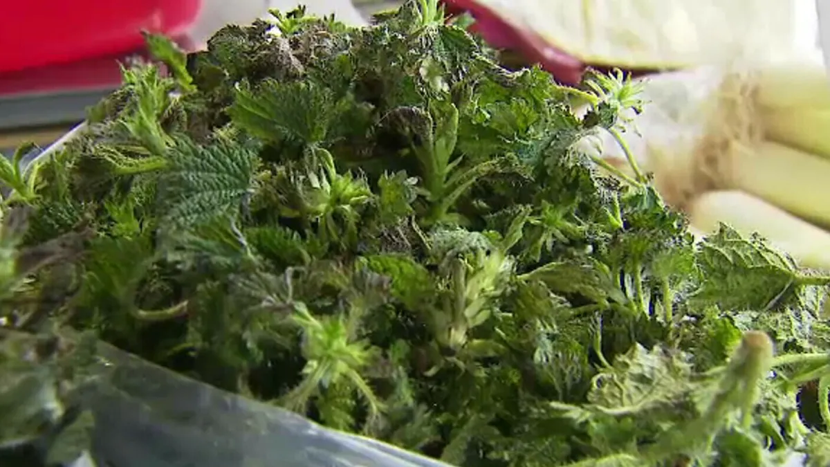 Alertă pe piața alimentară din România! Prețul urzicilor, mai ridicat decât prețul pentru carnea de pui sau chiar de porc