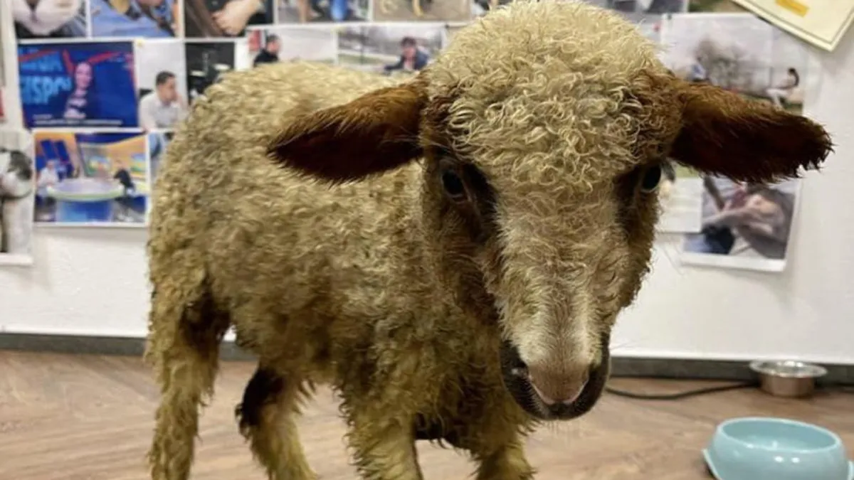 Mielul Patrick este în căutarea unei familii. Consiliul Județean Ilfov dă în adopție animalul, în timp ce românii caută să cumpere carne