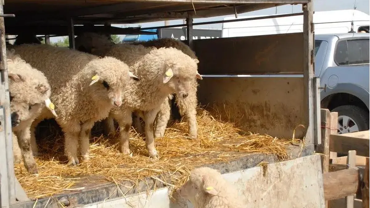 Transporturi ilegale de miei şi peşte. Unde a descoperit ANSVSA primele cazuri