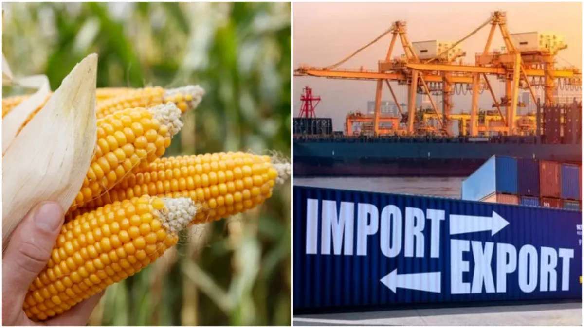 România, campioană la exporturile de porumb! Țara a livrat peste 200.000 de tone de porumb românesc într-o singură săptămână în 2023