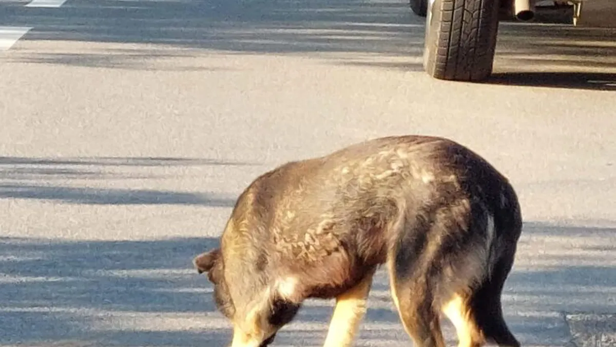 Doi români care au abandonat un câine, aruncându-l din maşină, au primit o amendă uriaşă. Cât trebuie să achite pentru fapta lor