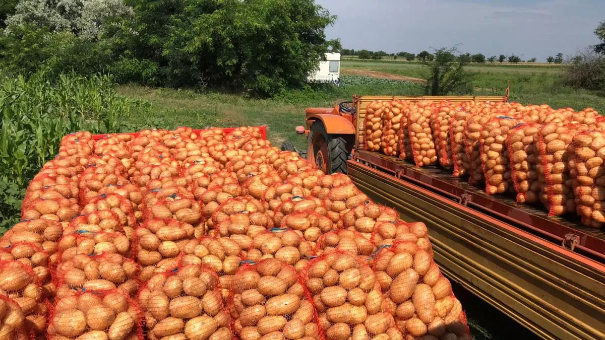 Guvernul a aprobat două proiecte pentru susținerea producătorilor de cartofi și usturoi