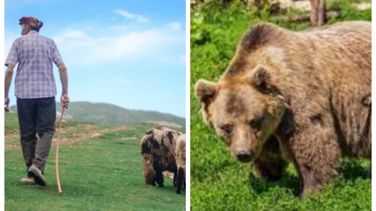 Ministerul Mediului, obligat să plătească daune morale de 100.000 de lei, după ce un cioban a fost desfigurat de un urs. Bărbatul a văzut moartea cu proprii ochi