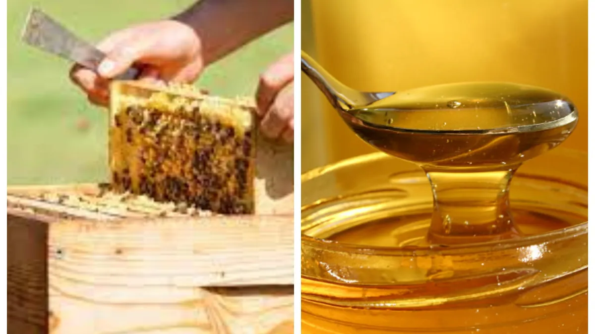 O nouă problemă cu importurile din Ucraina. Mierea ucraineană ajunge în România la prețuri extrem de mici. Reacția apicultorilor „Ne împiedică pe noi să vindem mierea naturală”
