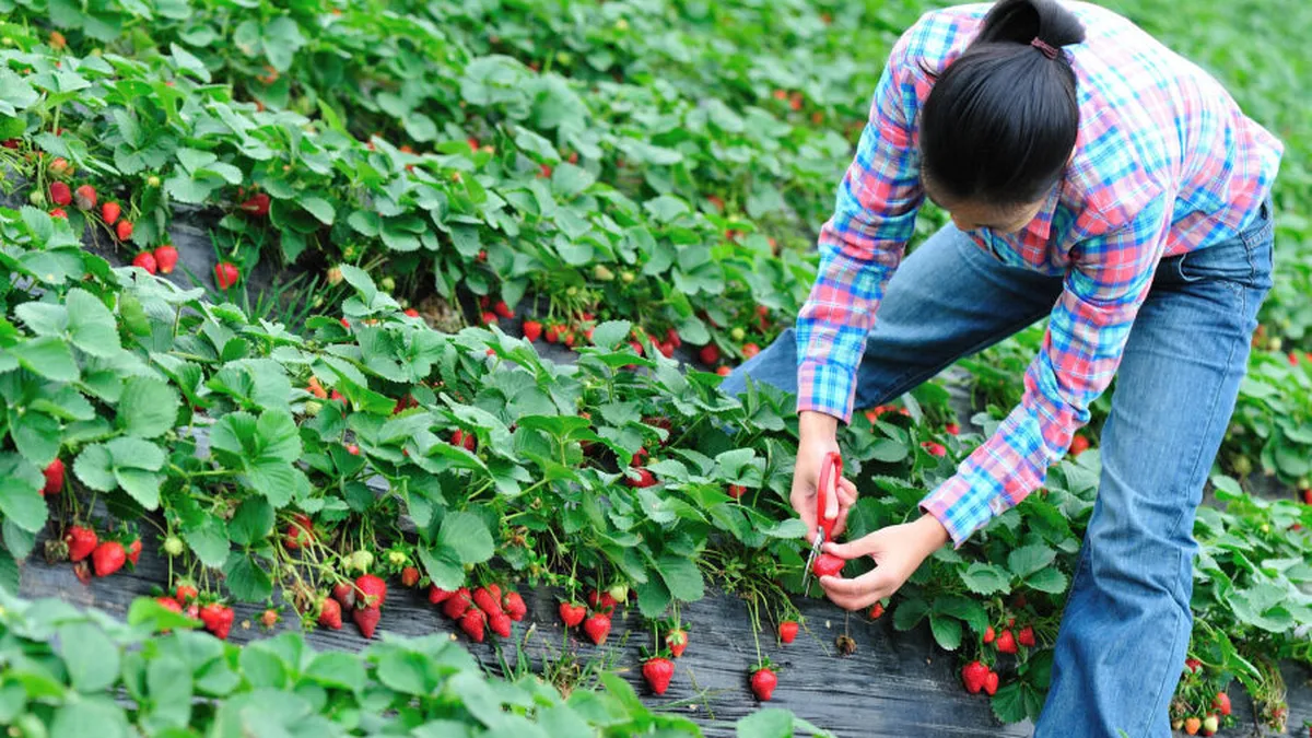 Ce salariu primeşte un român în Spania, angajat culegător de căpşuni. Câţi bani te costă mâncarea şi facturile