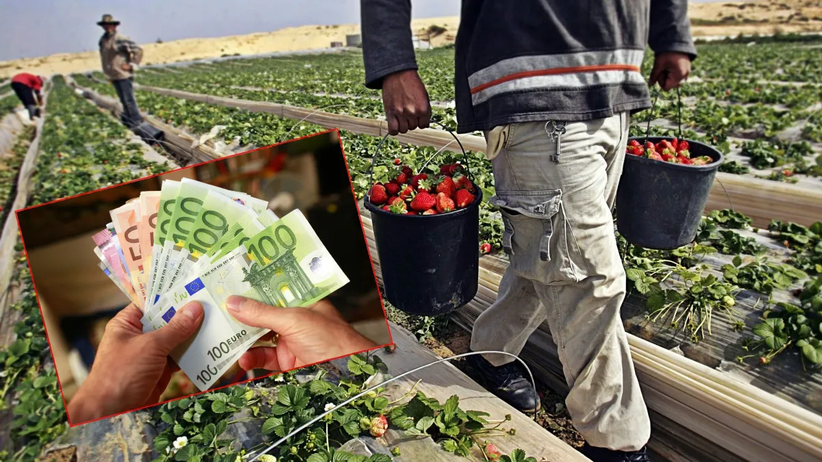 Vești bune pentru cultivatorii de căpșune! UDMR a aprobat un sprijin financiar de 10.000 lei/hectar. Ce prevede proiectul de lege