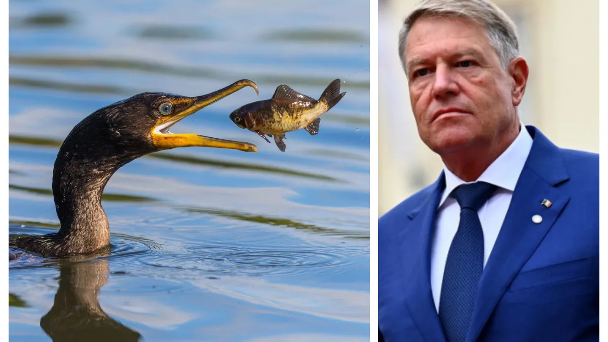 Klaus Iohannis, lovitură pentru Petre Daea, respinge vânătoarea de cormorani mari/mici şi pelicani creţi în extraseszon. Un cormoran consumă cel puţin 500 g de peşte pe zi