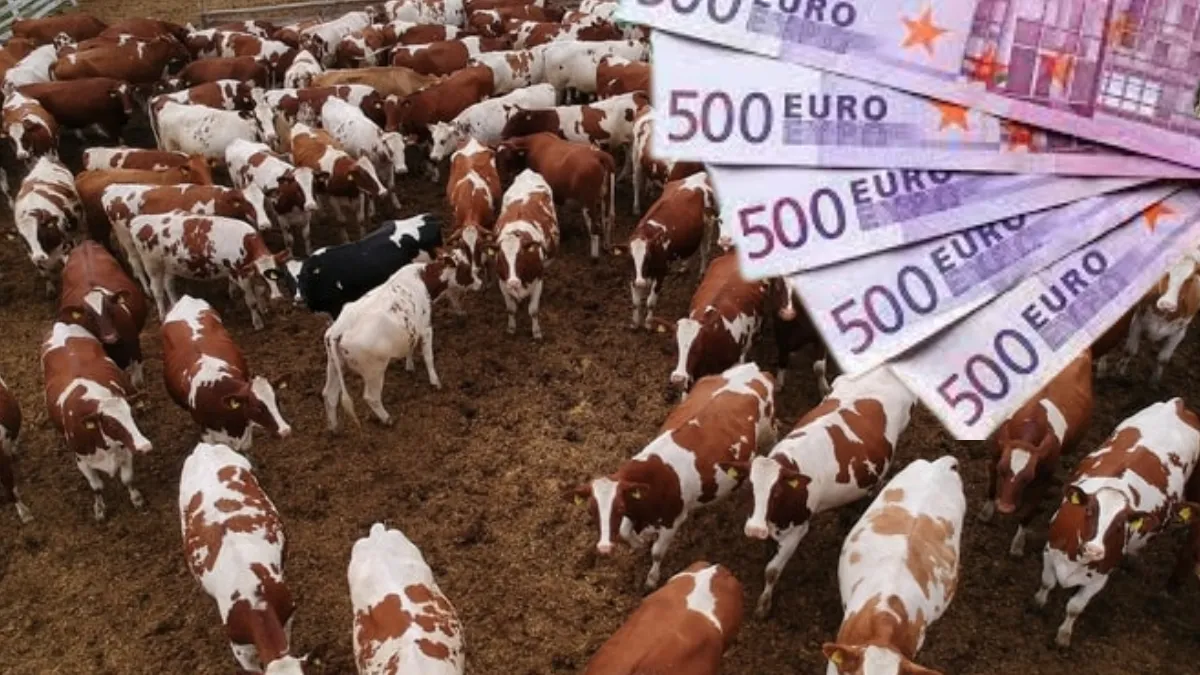 S-a aprobat azi! Crescătorii de animale beneficiază de o nouă schemă de ajutor de stat