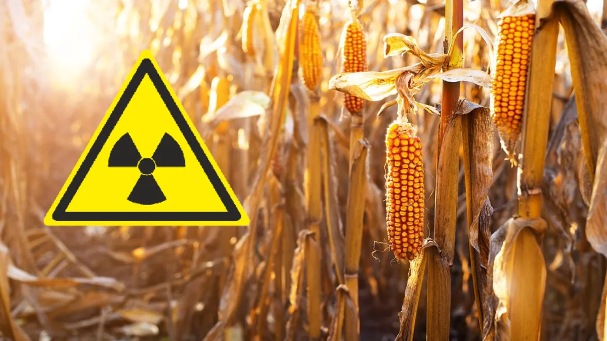 Alertă alimentară. Porumb contaminat cu o substanță deosebit de periculoasă