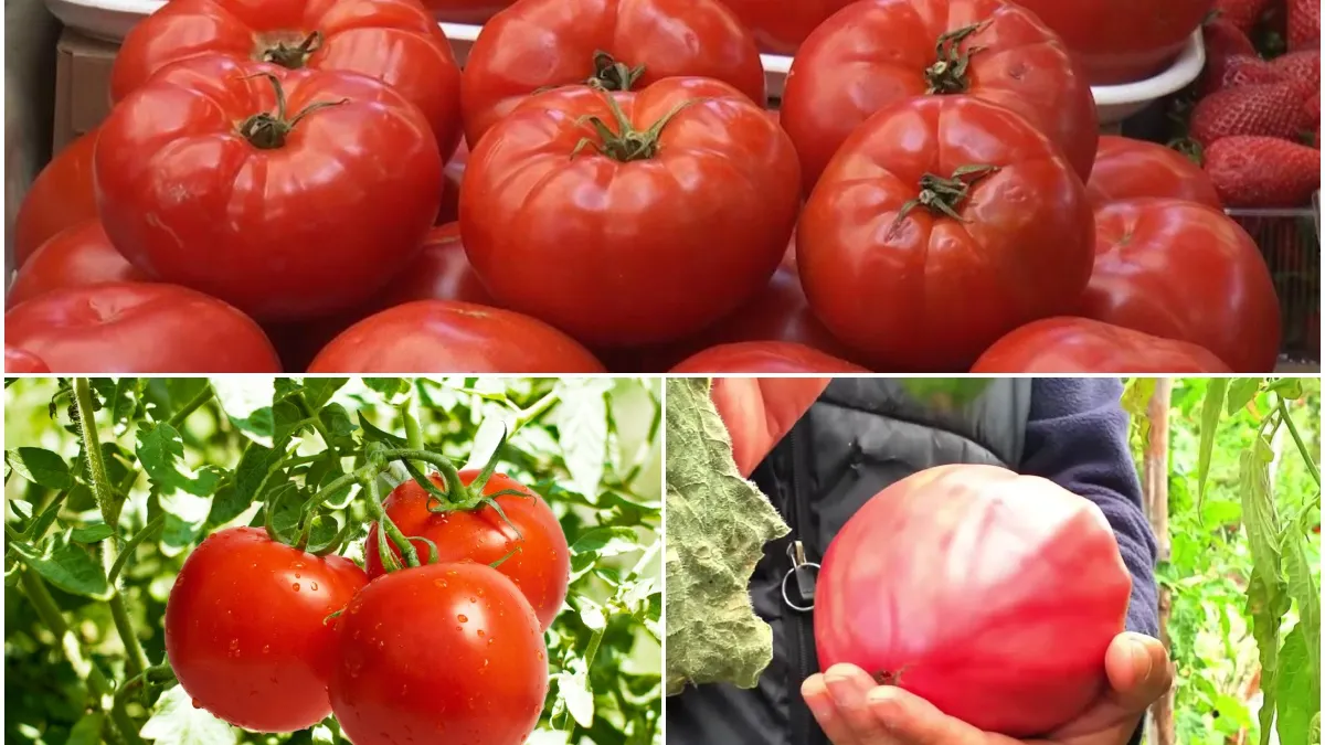 De unde poți cumpăra roșii cu 70 de bani kilogramul. În piețe, costă de până la 10 ori mai mult