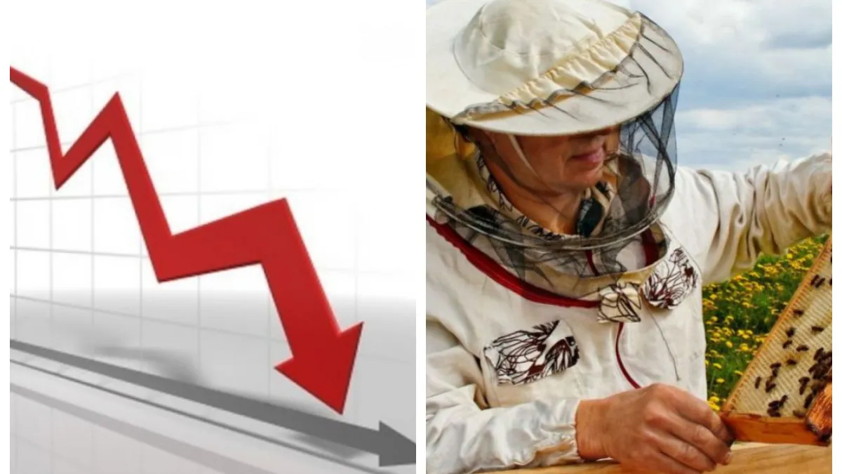 Apicultorii, predispuși la faliment! Canicula lasă albinele fără hrană, iar temperaturile extreme topesc fagurii