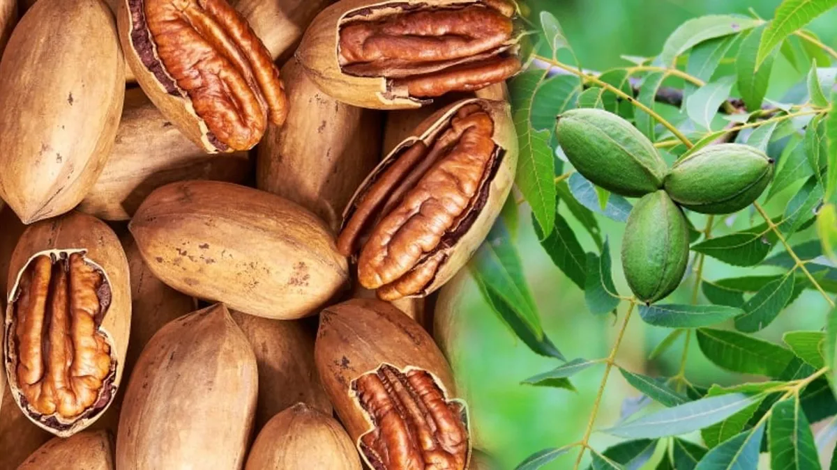Nucile pecan, alimentul care rezolvă o multitudine de probleme. În România se vând și cu 120 de lei/kg