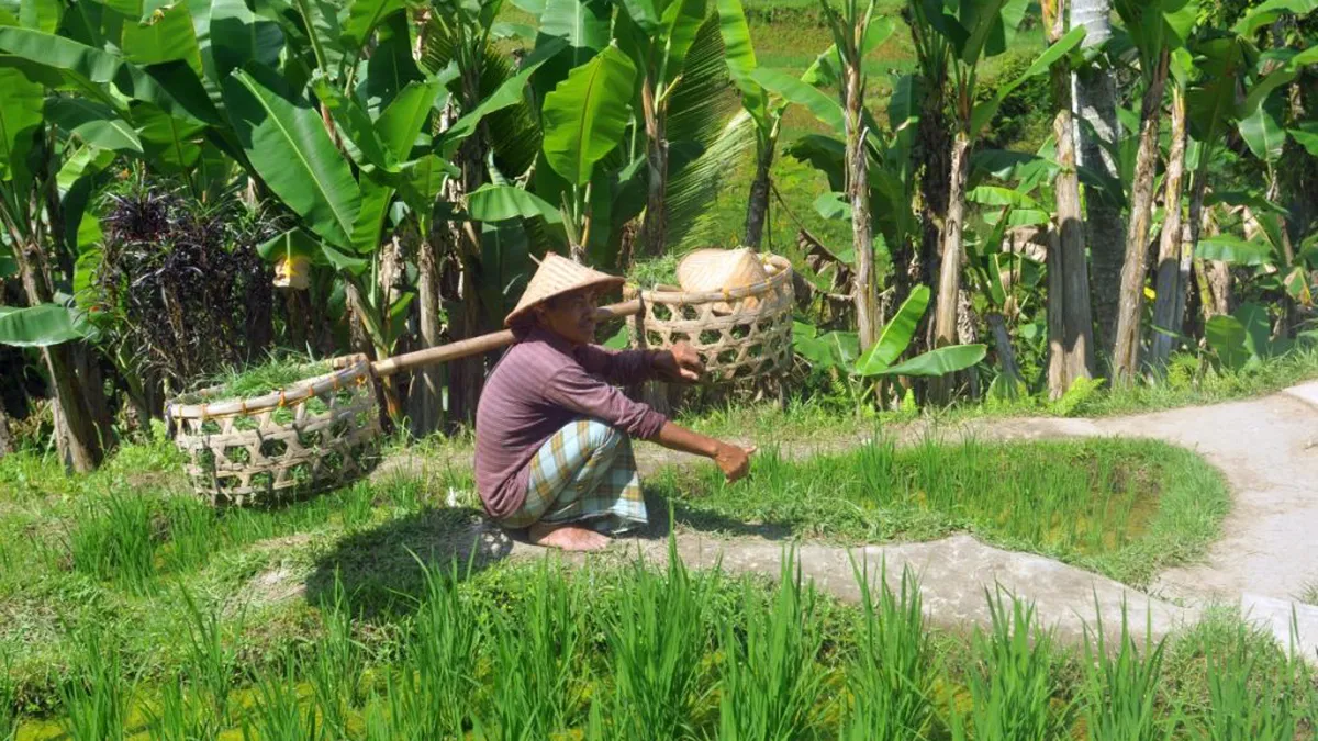 Orezul înregistrează cel mai ridicat preț în ultimii 12 ani. Asiaticii sunt îngrijorați de o inflaţie a alimentelor