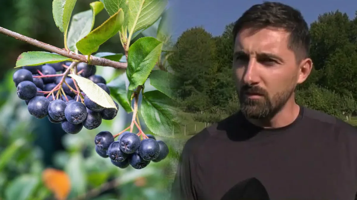 Fermierul român care a renunțat la culturile obișnuite și a dat lovitura cu o plantă exotică. Afacerea lui se întinde pe un teren de 40 de ari