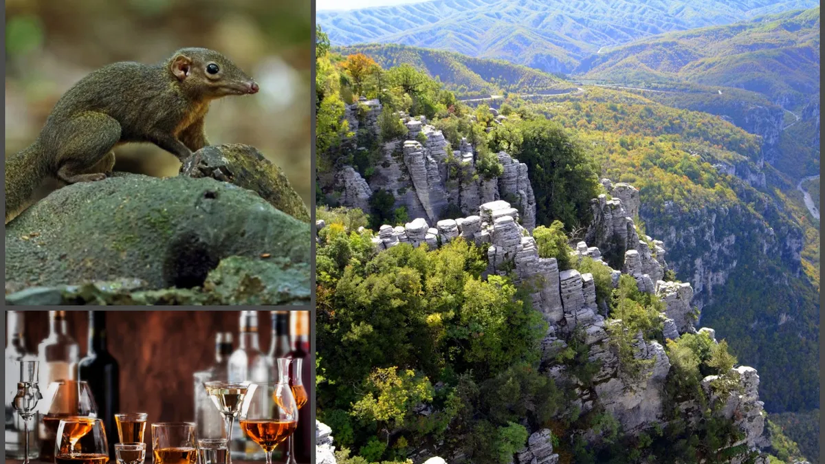 Acesta este animalul care consumă mai mult alcool decât orice român. Mica rozătoare se cinstește în fiecare seară cu alcool de 3,8%